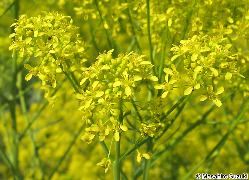 タイセイ Isatis tinctoria var. indigotica