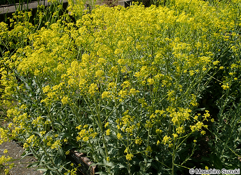 タイセイ Isatis tinctoria var. indigotica