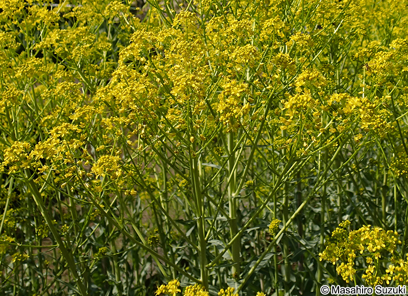 タイセイ Isatis tinctoria var. indigotica