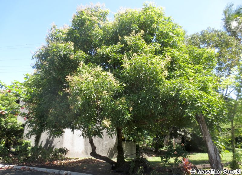 タイトウウルシ Semecarpus longifolius