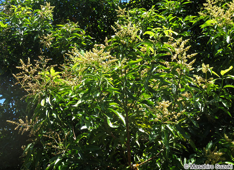 タイトウウルシ Semecarpus longifolius