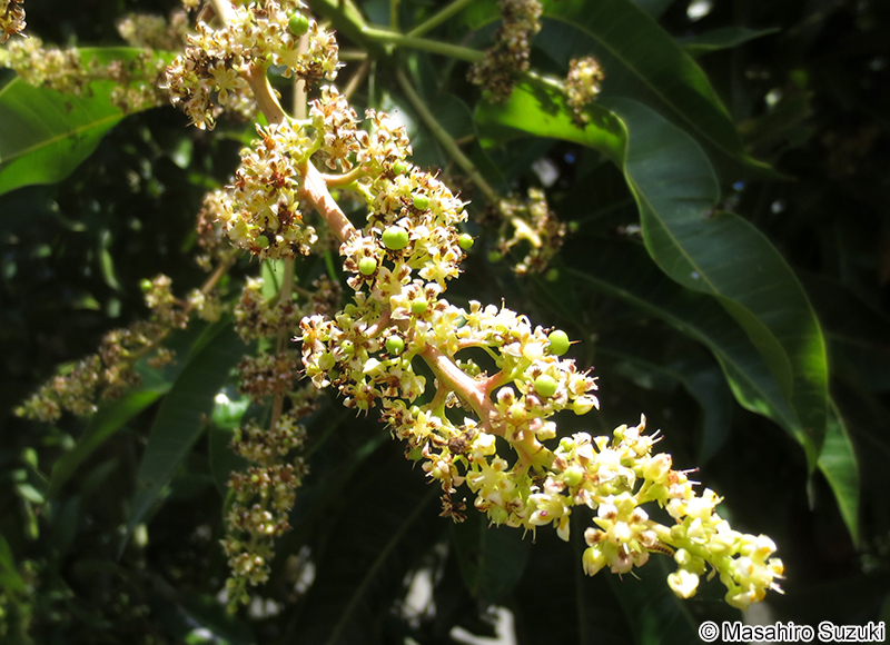 タイトウウルシ Semecarpus longifolius