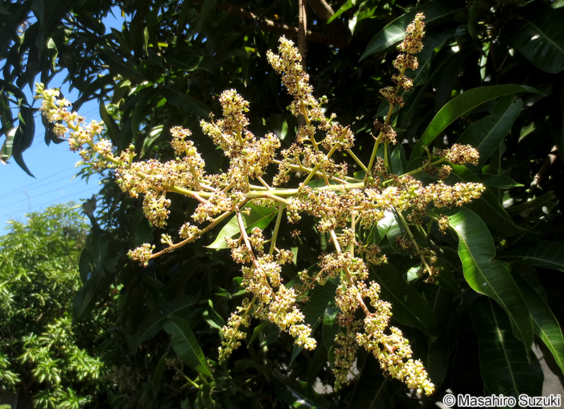 タイトウウルシ Semecarpus longifolius