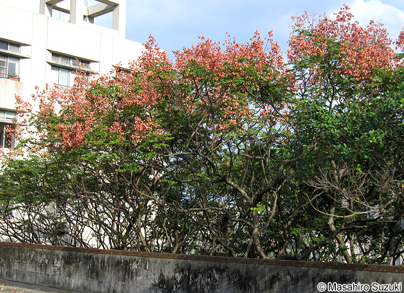 オオモクゲンジ Koelreuteria bipinnata