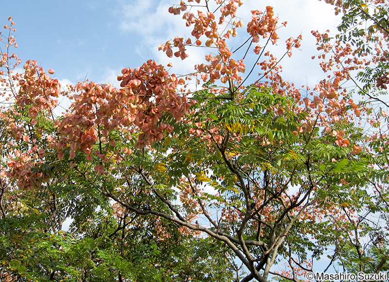 オオモクゲンジ Koelreuteria bipinnata