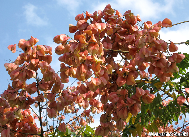 オオモクゲンジ Koelreuteria bipinnata