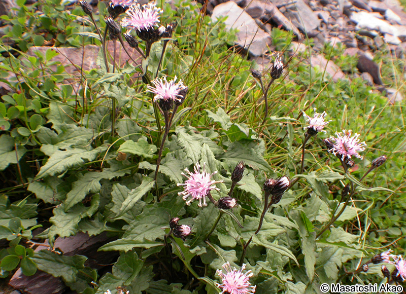 ヤハズヒゴタイ Saussurea triptera