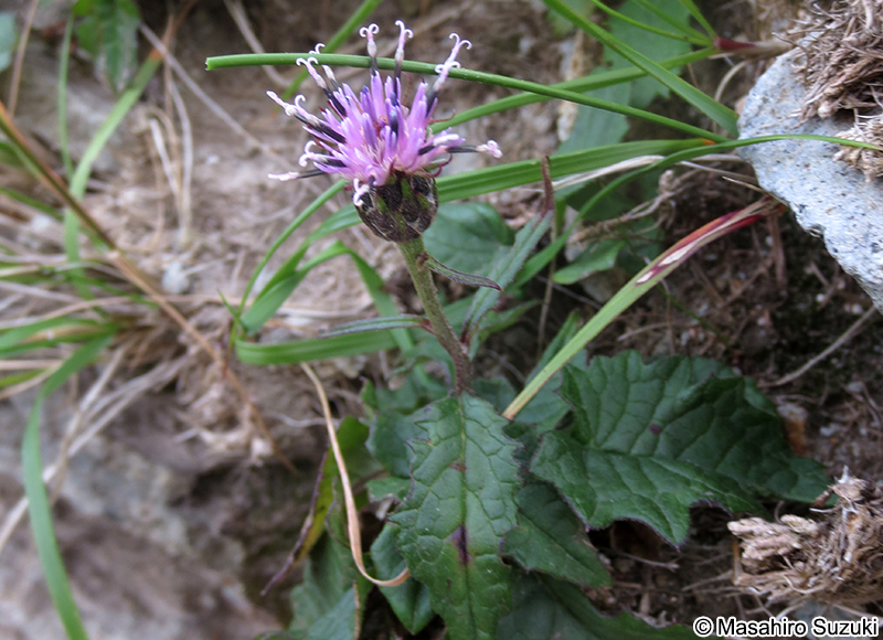 ヤハズヒゴタイ Saussurea triptera