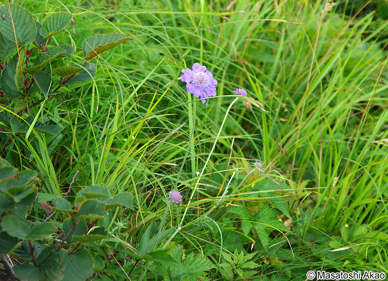 タカネマツムシソウ Scabiosa japonica var. alpina