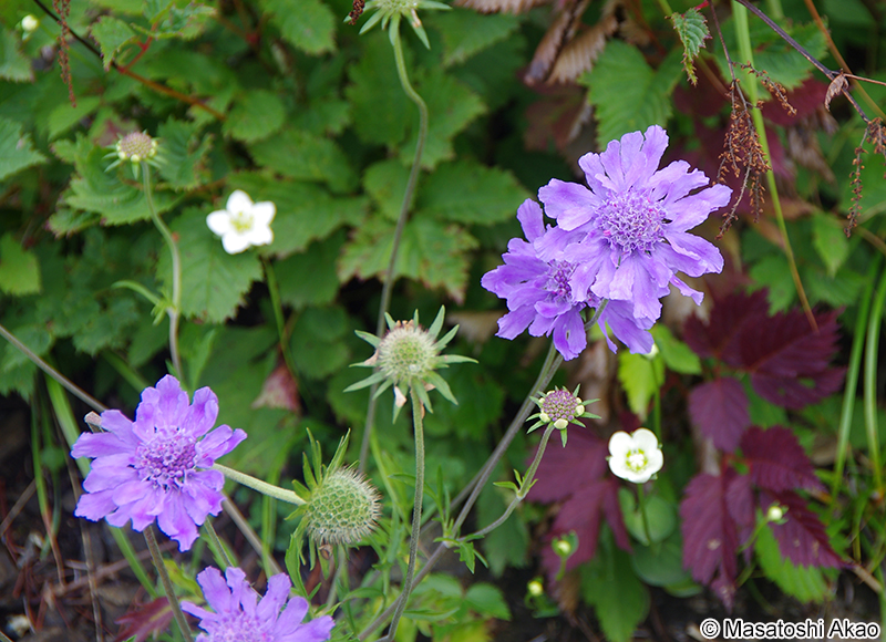 タカネマツムシソウ Scabiosa japonica var. alpina