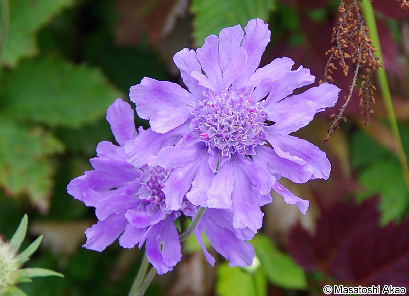 タカネマツムシソウ Scabiosa japonica var. alpina