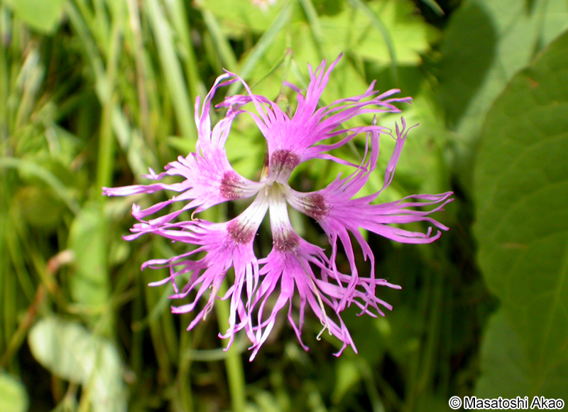 タカネナデシコ Dianthus superbus var. speciosus