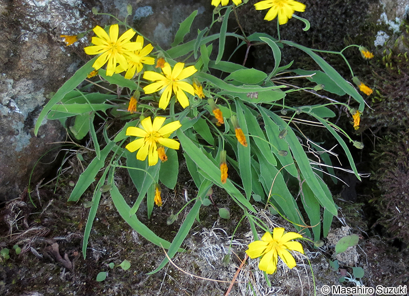 タカネニガナ IIxeridium alpicola