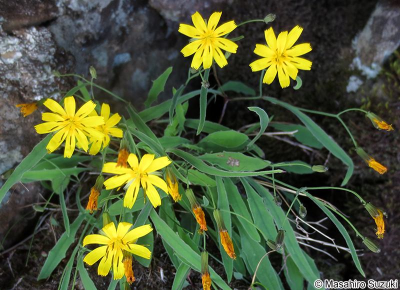 タカネニガナ IIxeridium alpicola