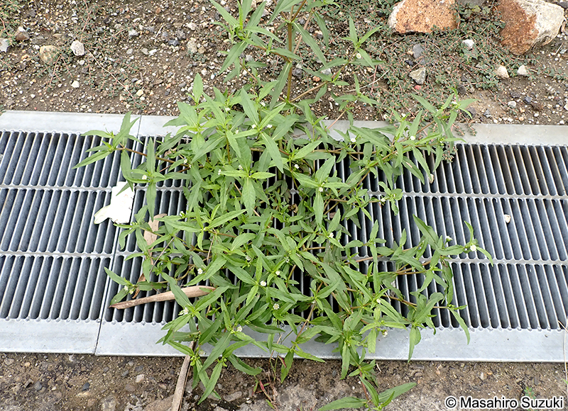 タカサブロウ Eclipta thermalis