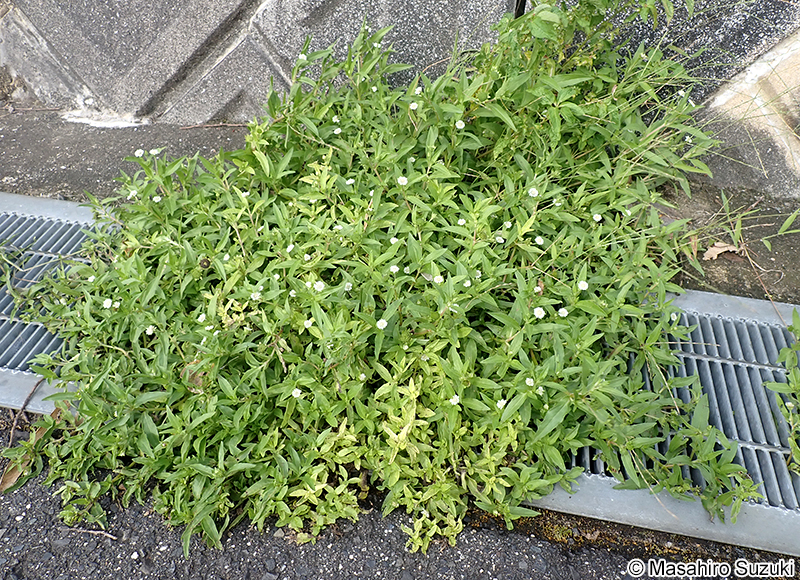 タカサブロウ Eclipta thermalis