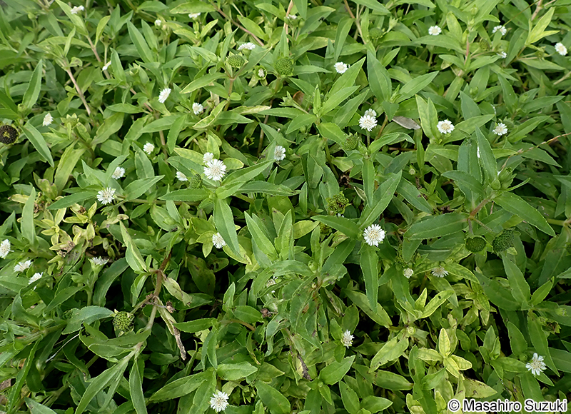 タカサブロウ Eclipta thermalis