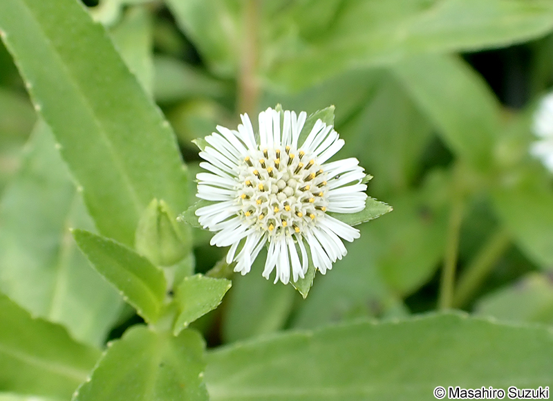 タカサブロウ Eclipta thermalis