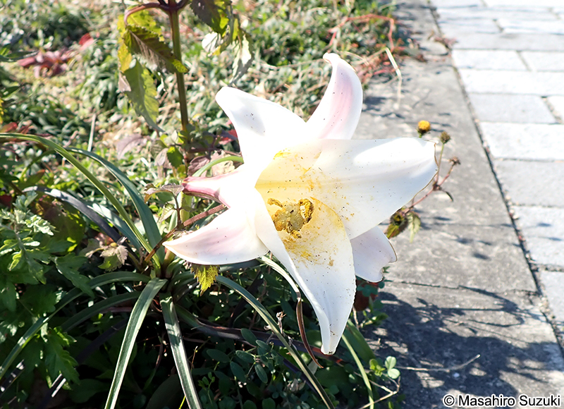 タカサゴユリの花