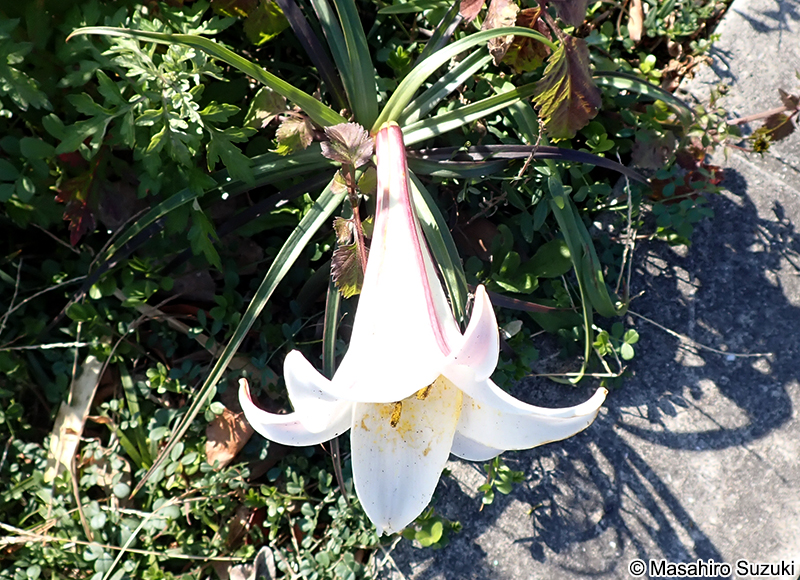 タカサゴユリ Lilium formosanum