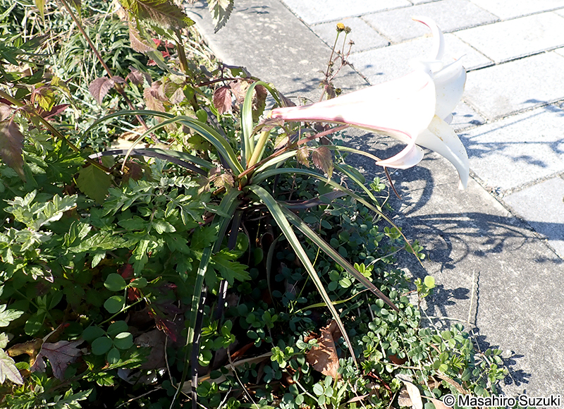 タカサゴユリ Lilium formosanum