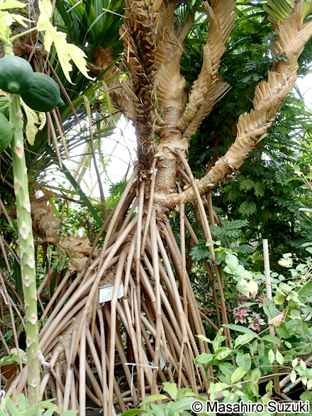 タコノキ Pandanus boninensis