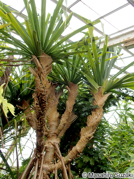 タコノキ Pandanus boninensis