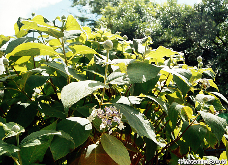 タマアジサイ Hydrangea involucrata