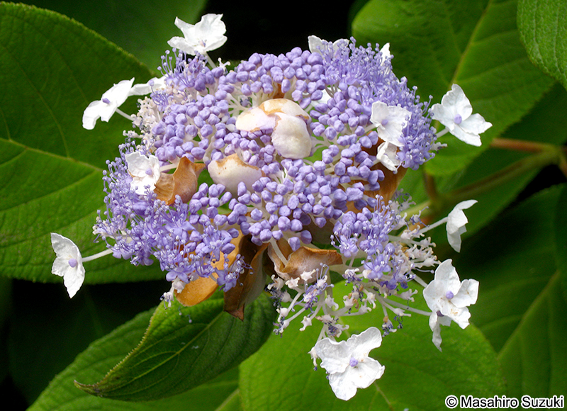 タマアジサイ Hydrangea involucrata