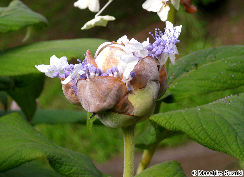 タマアジサイ Hydrangea involucrata