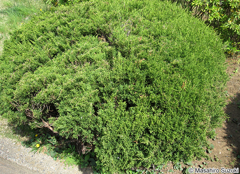 タマイブキ Juniperus chinensis 'Globosa'