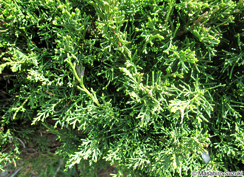 タマイブキ Juniperus chinensis 'Globosa'