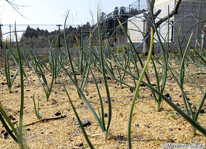 タマネギ Allium cepa