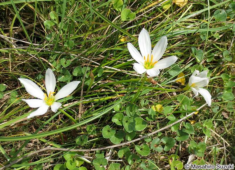 タマスダレ Zephyranthes candida