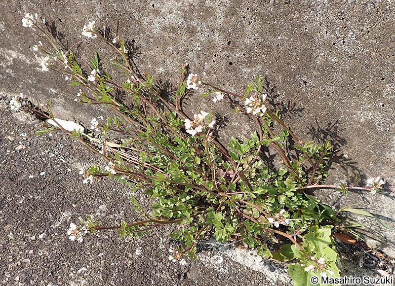 タネツケバナ Cardamine scutata