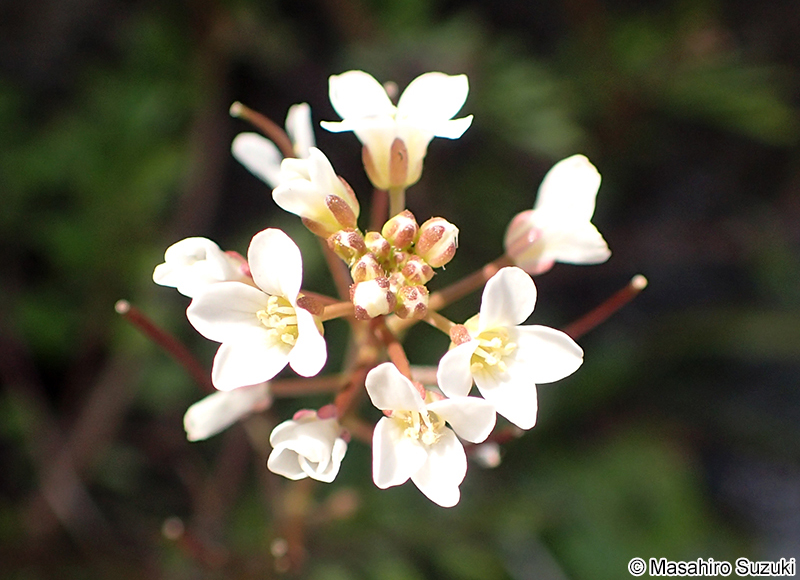タネツケバナ Cardamine scutata