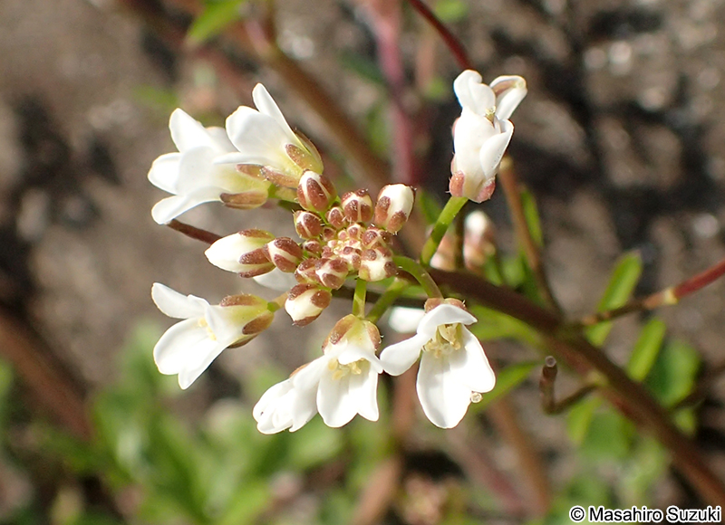 タネツケバナ Cardamine scutata