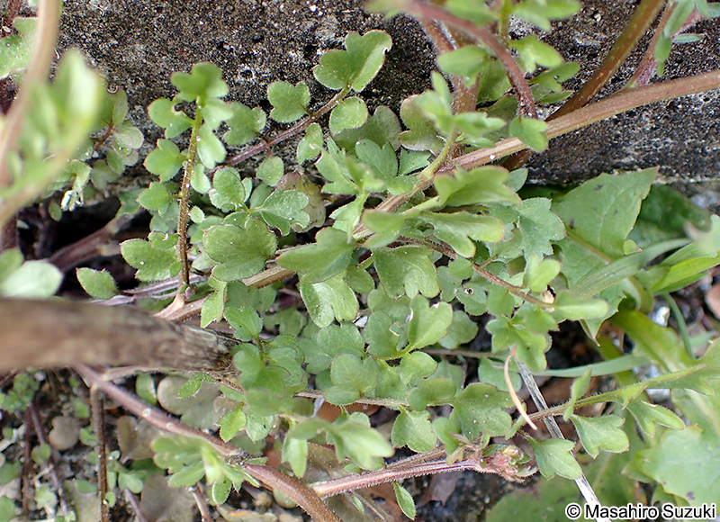 タネツケバナ Cardamine scutata