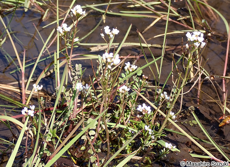タネツケバナ Cardamine scutata