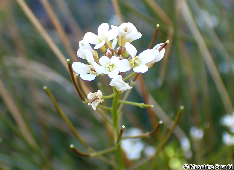 タネツケバナ Cardamine scutata