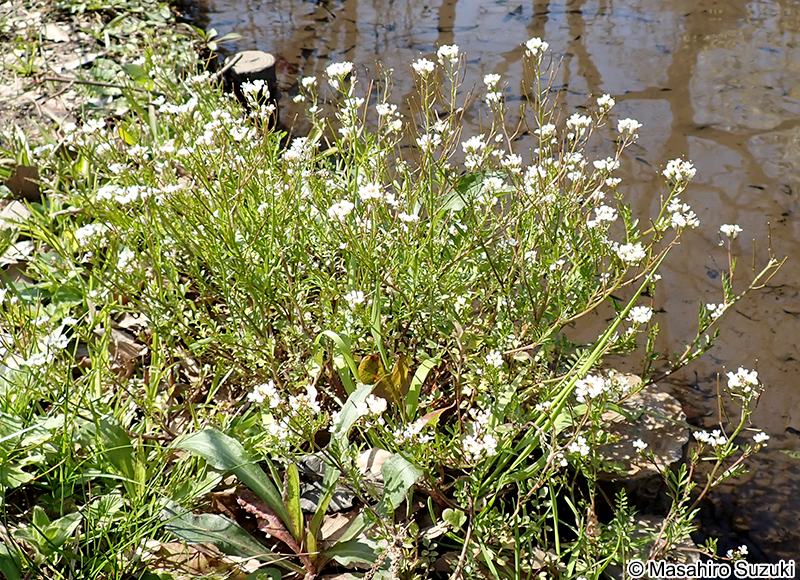 タネツケバナ Cardamine scutata