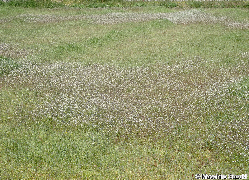 タネツケバナ Cardamine scutata
