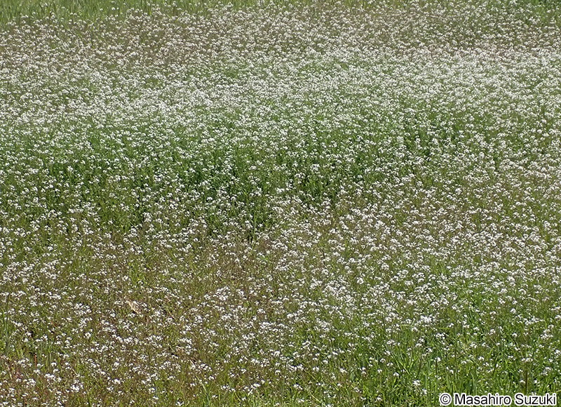 タネツケバナ Cardamine scutata