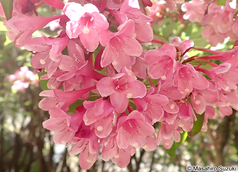 タニウツギ Weigela hortensis
