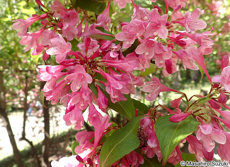 タニウツギ Weigela hortensis