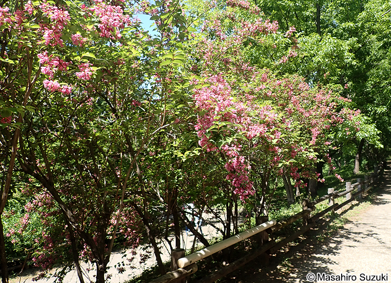 タニウツギ Weigela hortensis