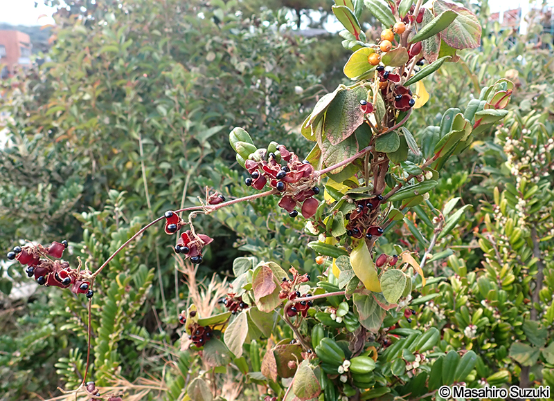 タンキリマメ Rhynchosia volubilis