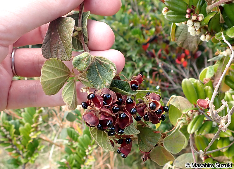 タンキリマメ Rhynchosia volubilis