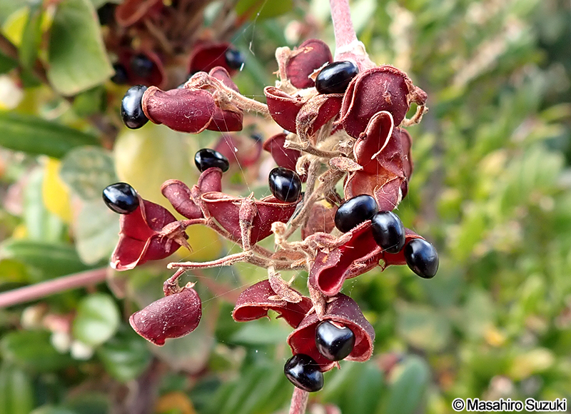 タンキリマメ Rhynchosia volubilis