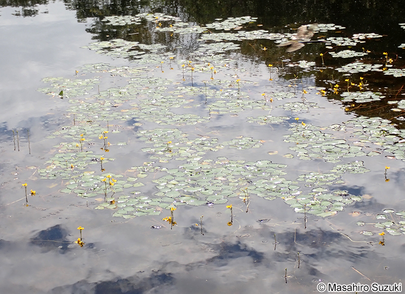 イヌタヌキモ Utricularia australis